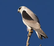 Black shouldered Kite
